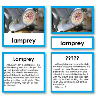 Zoology-Animal Classification/ Identification - Zoology "Who Am I?" 3-Part Cards - Fish