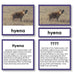 Zoology-Animal Classification/ Identification - Zoology "Who Am I?" 3-Part Cards - Mammals Set 1