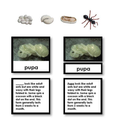Zoology-Life Cycles - Ant Life Cycle 3-Part Cards With Objects