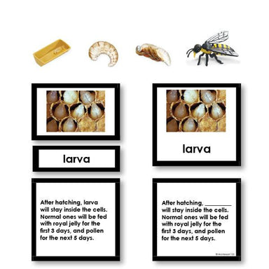 Zoology-Life Cycles - Bee Life Cycle 3-Part Cards With Objects
