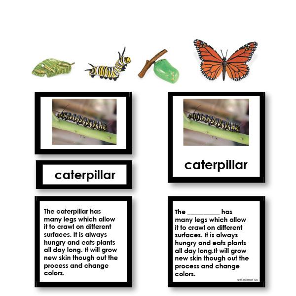 Zoology-Life Cycles - Butterfly Life Cycle 3-Part Cards Wtih Objects