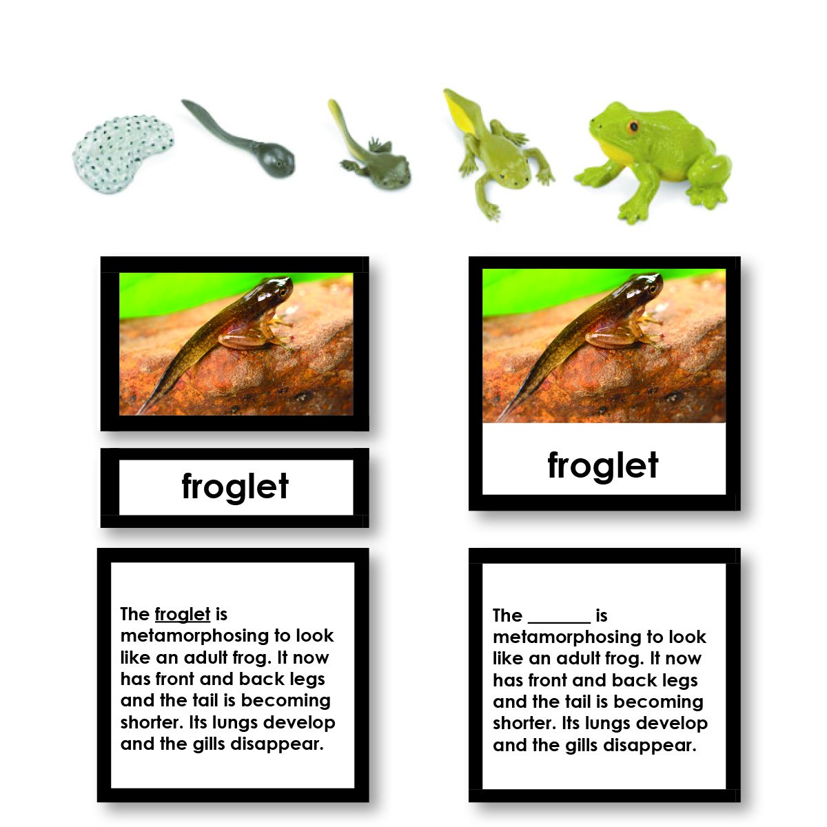 Zoology-Life Cycles - Frog Life Cycle 3-Part Cards With Objects