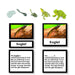 Zoology-Life Cycles - Frog Life Cycle 3-Part Cards With Objects