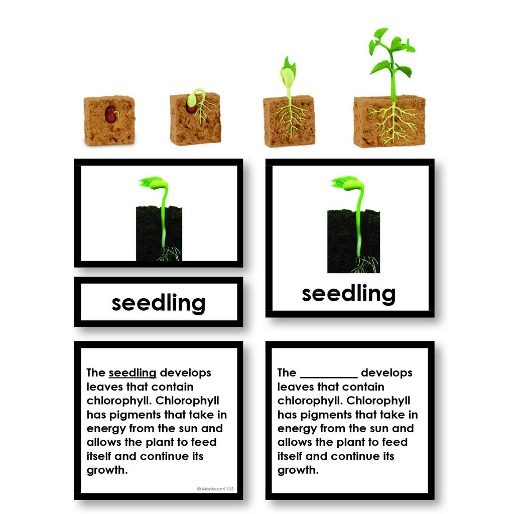 bean plant life cycle