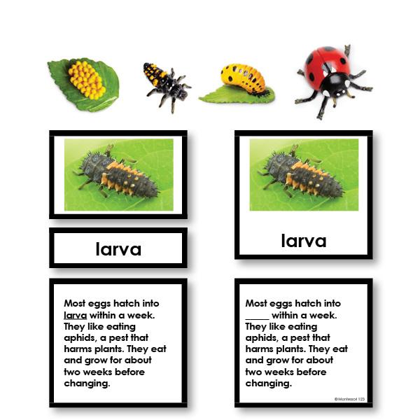 Zoology-Life Cycles - Ladybug Life Cycle 3-Part Cards With Objects