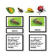 Zoology-Life Cycles - Ladybug Life Cycle 3-Part Cards With Objects
