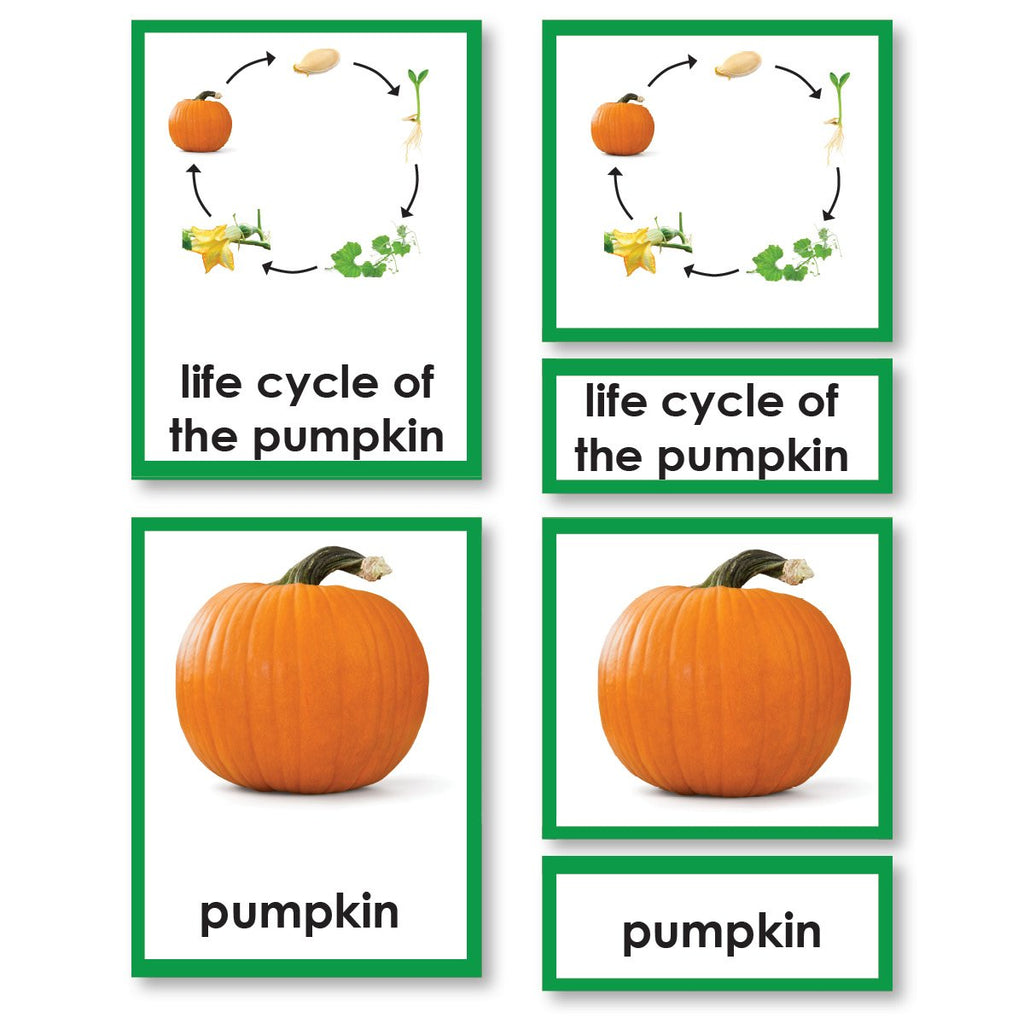 Pumpkin Life Cycle 3-Part Cards | Montessori123 | Primary — Montessori 123 pumpkin-life-cycle-3-part-cards-montessori123-primary-montessori-123
