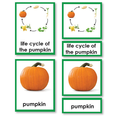 Zoology-Life Cycles - Pumpkin Life Cycle 3-Part Cards