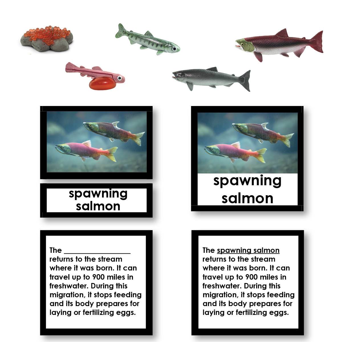 Salmon Life Cycle 3-Part Cards with Objects