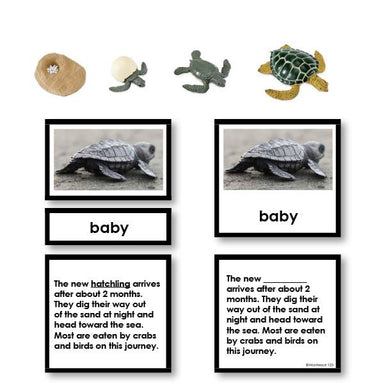 Zoology-Life Cycles - Sea Turtle Life Cycle 3-Part Cards With Objects