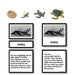 Zoology-Life Cycles - Sea Turtle Life Cycle 3-Part Cards With Objects