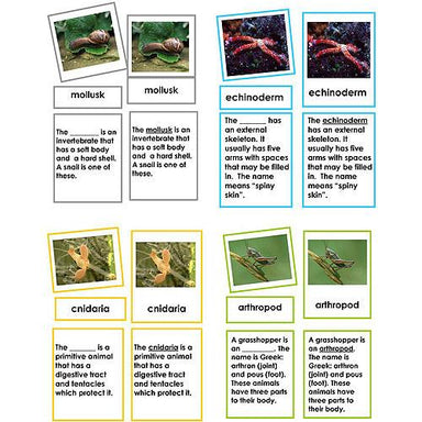 Zoology-Parts Of Invertebrates - Collection Of 8 Invertebrate Sets, 3-Part Cards With Definitions