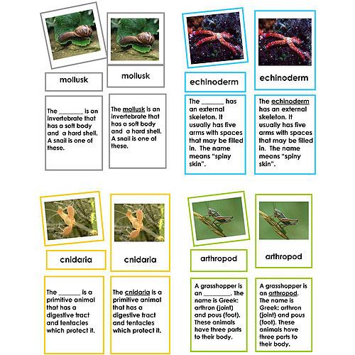 Zoology-Parts Of Invertebrates - Collection Of 8 Invertebrate Sets, 3-Part Cards With Definitions