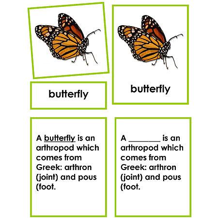 invertebrates butterfly