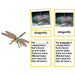 Zoology-Parts Of Invertebrates - Parts Of A Dragonfly 3-Part Cards With Definitions And Object