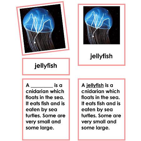 Zoology-Parts Of Invertebrates - Parts Of A Jellyfish 3-Part Cards With Definitions