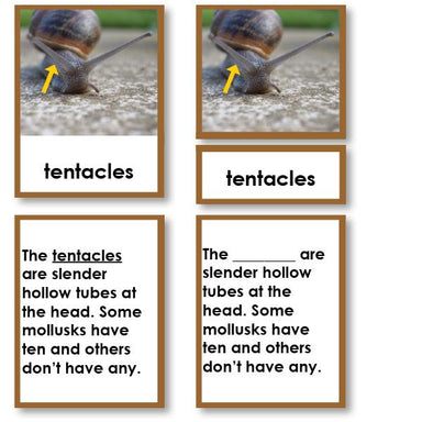 Zoology-Parts Of Invertebrates - Parts Of A Mollusk (snail) 3-Part Cards With Definitions