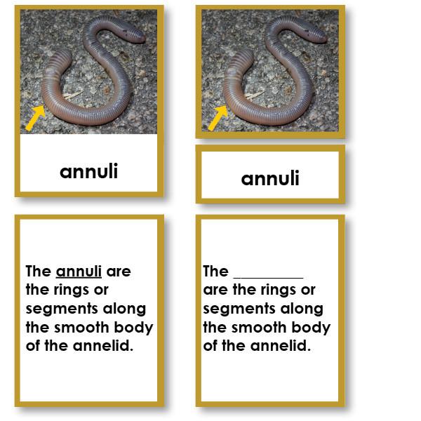 Zoology-Parts Of Invertebrates - Parts Of An Annelid (earthworm) 3-Part Cards With Definitions