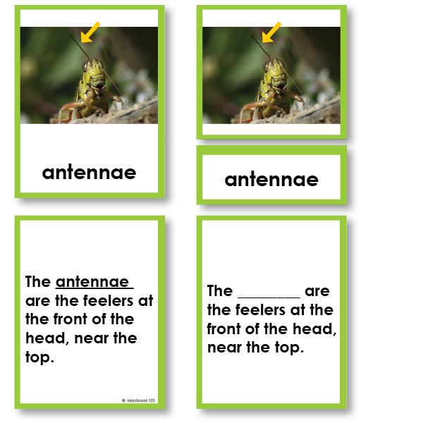 Zoology-Parts Of Invertebrates - Parts Of An Arthropod (grasshopper) 3-Part Cards With Definitions