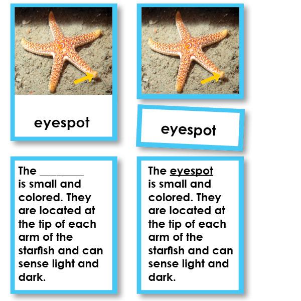 Zoology-Parts Of Invertebrates - Parts Of An Echinoderm (starfish) 3-Part Cards With Definitions