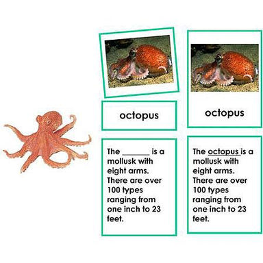 Zoology-Parts Of Invertebrates - Parts Of An Octopus 3-Part Cards With Definitions And Object
