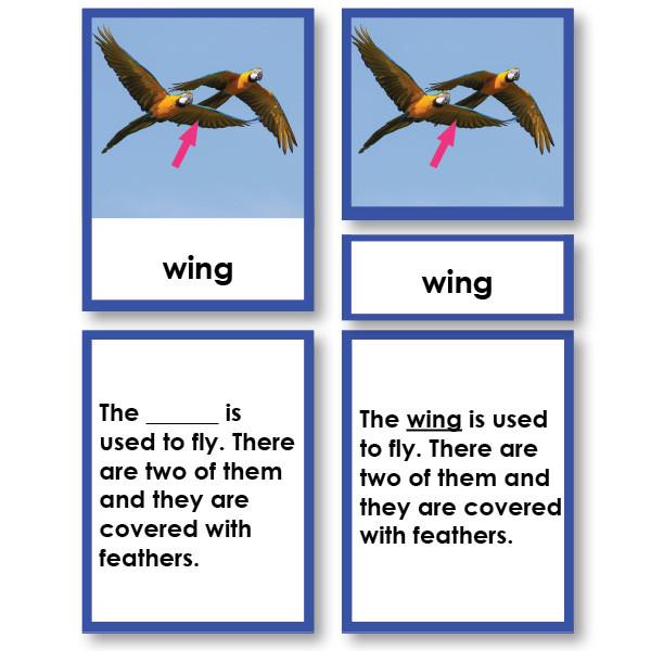Zoology-Parts Of Vertebrates - Parts Of A Bird 3-Part Cards With Definitions And Object