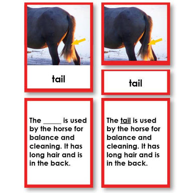 Zoology-Parts Of Vertebrates - Parts Of A Mammal 3-Part Cards With Definitions And Object