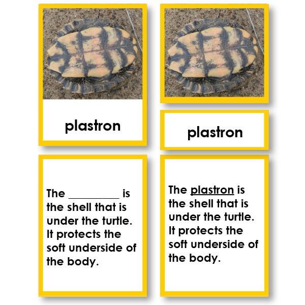 Zoology-Parts Of Vertebrates - Parts Of A Reptile 3-Part Cards With Definitions And Object