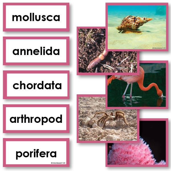 Zoology-Sorting Games - Animal Kingdom Sorting Cards For Chordata, Mollusca, Echinodermata,etc.