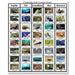 Zoology-Sorting Games - Chordata Sorting Cards For Fish, Amphibian, Reptile, Bird, Or Mammal