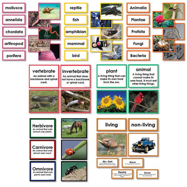 Zoology-Sorting Games - Collection Of Seven Sorting Materials