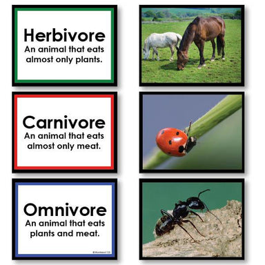 Zoology-Sorting Games - Herbivore, Carnivore Or Omnivore Sorting Cards