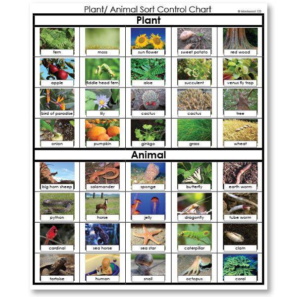 Zoology-Sorting Games - Plant Or Animal Sorting Cards
