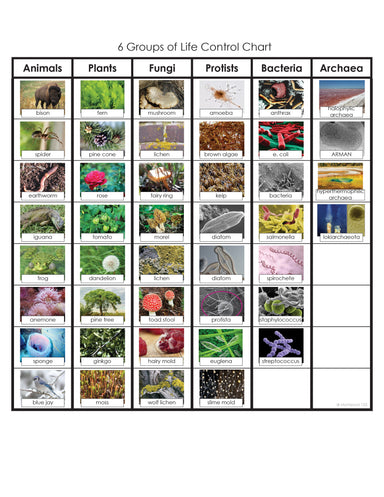Zoology-Sorting Games - Six Groups Of Life Sorting Cards For Fungi, Animals, Bacteria, Archaea, Protists, Plants
